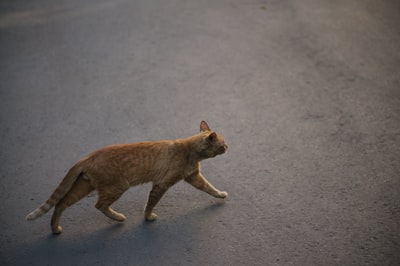 棕色灰色的猫走在柏油路
